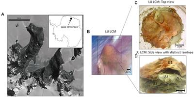 Microbial Communities and Their Predicted Metabolic Functions in Growth Laminae of a Unique Large Conical Mat from Lake Untersee, East Antarctica